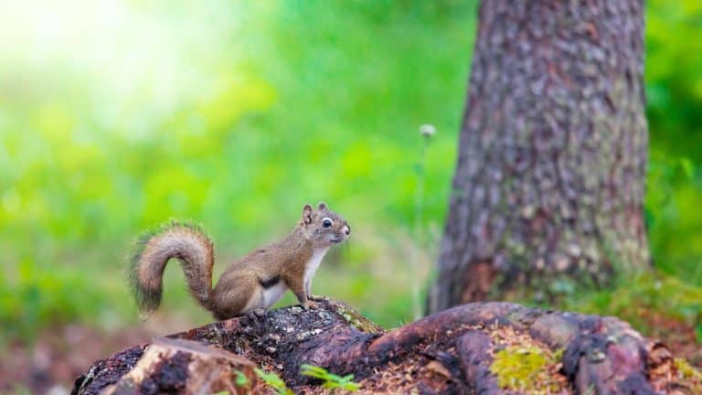 Les secrets pour inviter les écureuils dans votre jardin et booster la biodiversité locale