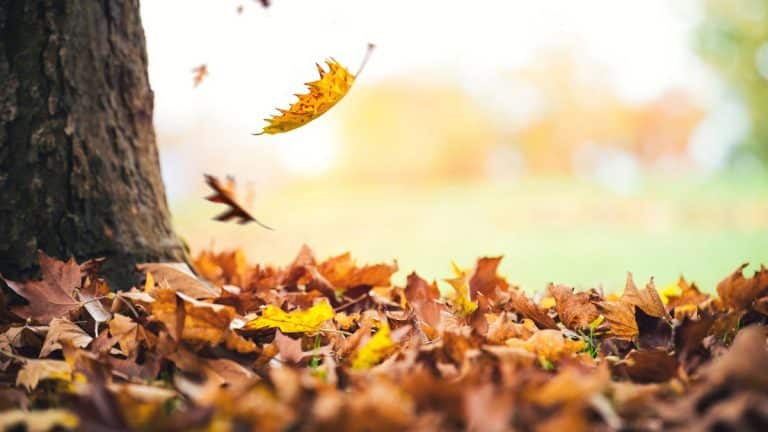 Comment réagir quand les feuilles de l’arbre de votre voisin envahissent votre jardin ? Découvrez vos droits et nos astuces culinaires !