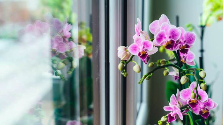 Comment assurer une floraison spectaculaire de votre orchidée ? Découvrez où la placer pour un épanouissement optimal