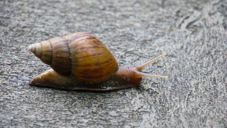 Découvrez ce déchet quotidien transformé en bouclier écolo contre les gastéropodes dans votre jardin