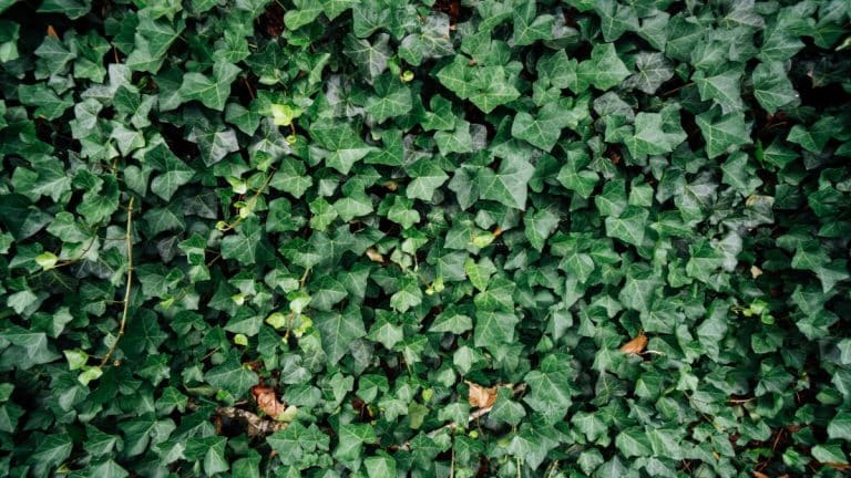 Créez une oasis de verdure chez vous : découvrez comment magnifier votre jardin avec une haie de lierre