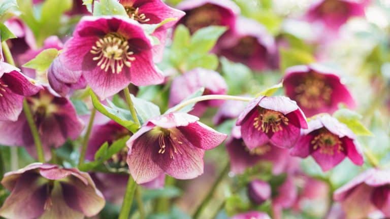 Découvrez l’hellébore, votre complice végétal pour un jardin resplendissant même en plein hiver