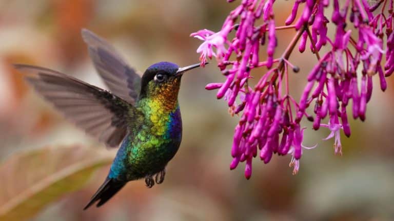 Découvrez comment transformer votre jardin en un havre captivant pour les colibris