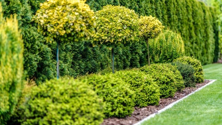 Découvrez comment ces arbres transformeraient votre mini-jardin en un véritable éden verdoyant