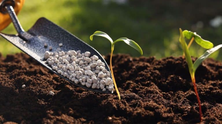 Préparez votre jardin pour l’hiver : les essentiels de la fertilisation automnale