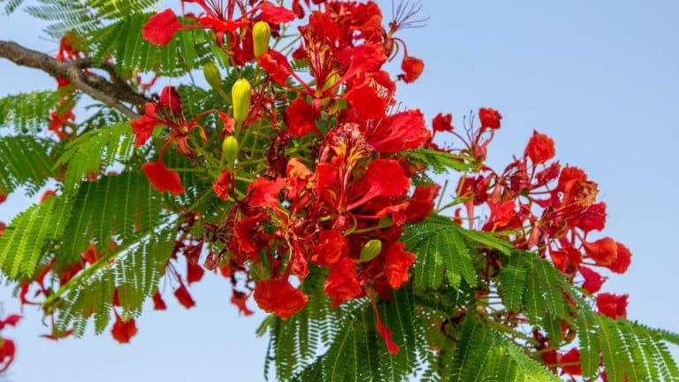 Les 10 meilleures fleurs vivaces pour un jardin flamboyant jusqu’à l’automne : transformez votre espace vert en un tableau coloré