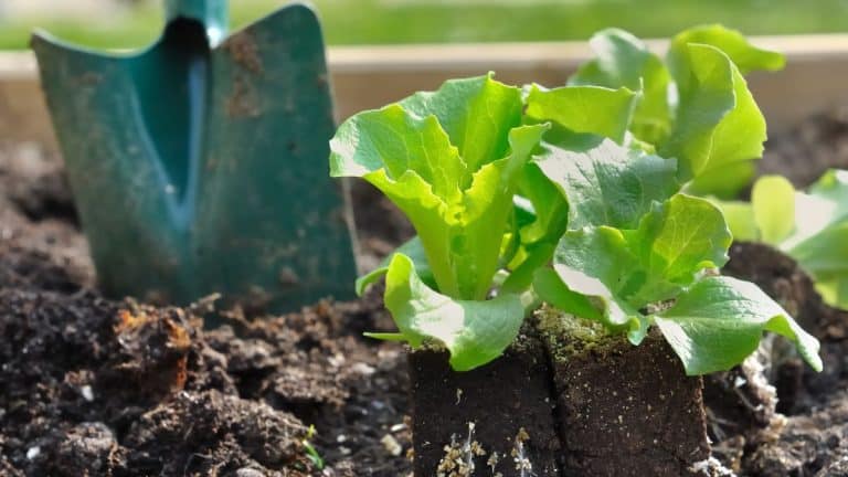 Vous pensez qu’il est trop tard pour planter vos salades d’hiver ? Détrompez-vous, il est encore temps d’agir !