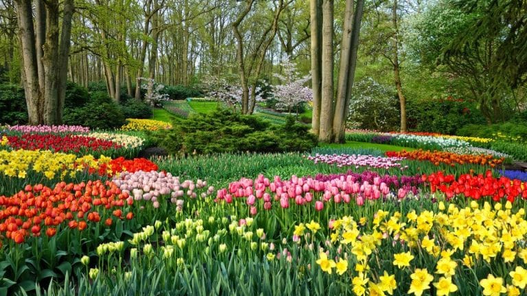 Comment votre grand-mère peut transformer son jardin en un spectacle floral même en hiver