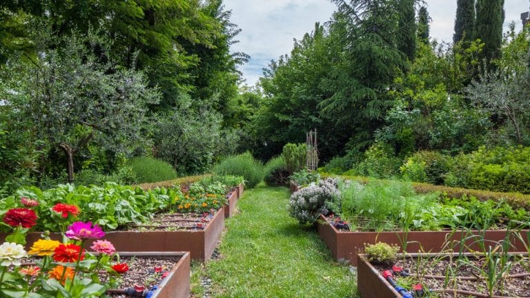 Vous avez un jardin surabondant ? Découvrez comment utiliser astucieusement vos récoltes en trop pour ne rien gaspiller