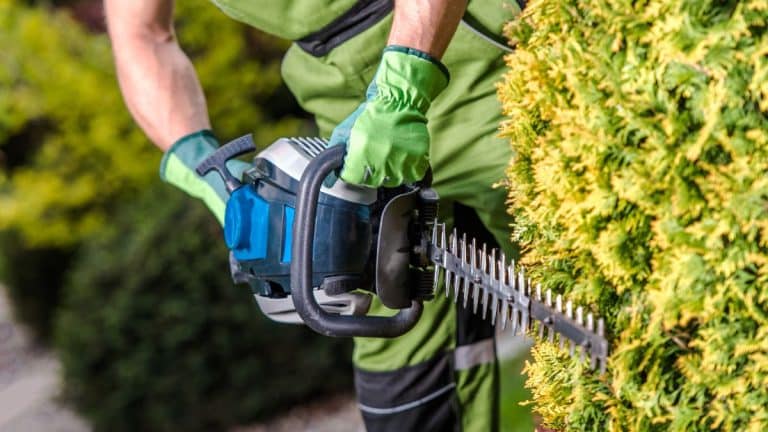 Découvrez les secrets de votre voisin jardinier pour éloigner les limaces de son potager en novembre