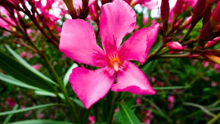 Découvrez comment préparer votre laurier-rose en pot pour un hiver florissant et un printemps éclatant