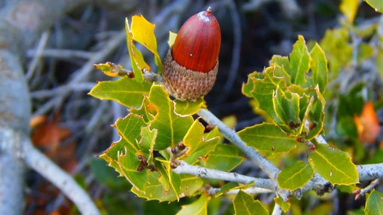 Les secrets pour préparer vos arbres à l’hiver: taillez en novembre pour un jardin resplendissant