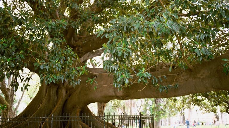 Les secrets pour préparer vos arbres au froid : Comment chauler efficacement vos arbres avant l’hiver