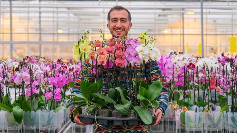 Les secrets pour transformer une simple orchidée en une explosion florale perpétuelle