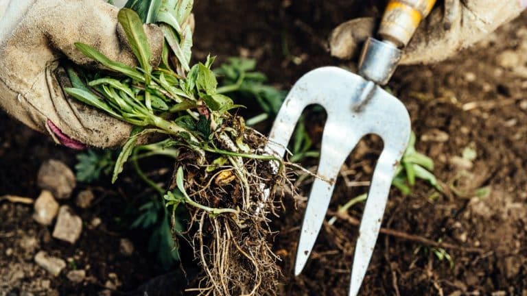 Comment gérer les mauvaises herbes en hiver pour un jardin magnifique au printemps