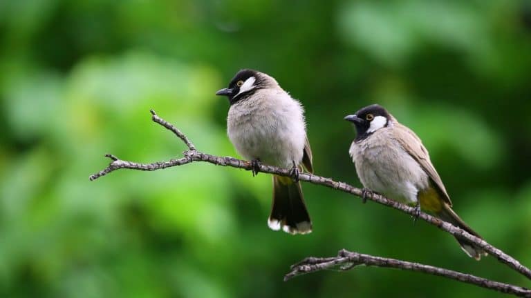 Les secrets pour transformer votre jardin en refuge hivernal pour les oiseaux avec cette plante méconnue