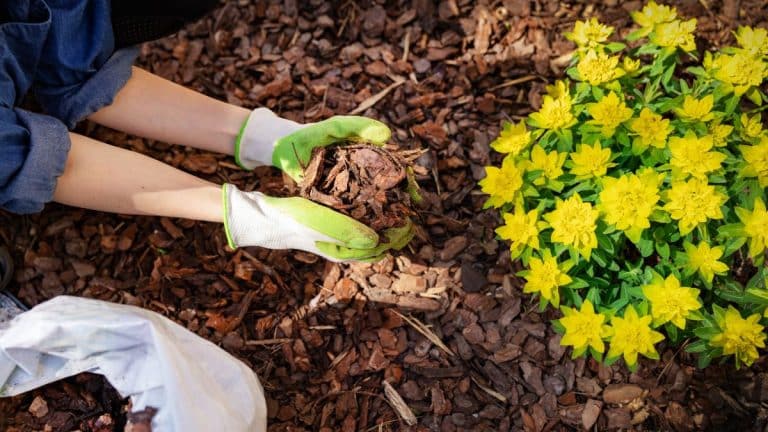 Protéger vos plantes du froid : le paillage est-il la solution ultime pour un jardin resplendissant en hiver ?