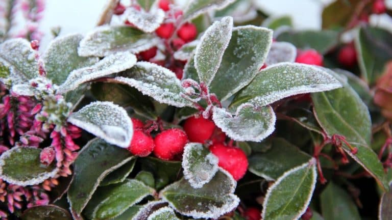 Découvrez comment protéger vos plantes sensibles du froid hivernal avec des techniques de paillage efficaces avant le 15 novembre