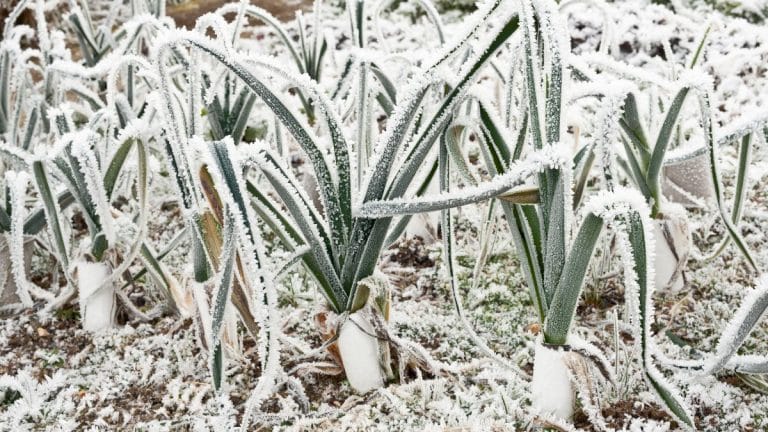 Préparez votre potager pour l’hiver : conseils incontournables pour un jardin florissant au printemps