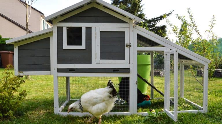 Les secrets pour transformer votre poulailler en un havre chaleureux pour vos poules cet hiver