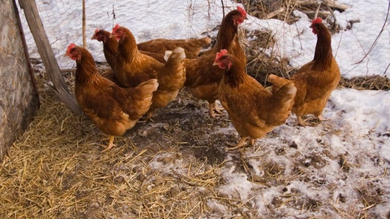 Ces races de poules qui bravent l’hiver : découvrez comment elles survivent au froid glacial