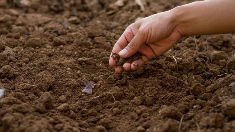 Les secrets pour préparer votre jardin à l’hiver : découvrez les étapes cruciales pour une pelouse parfaite en septembre