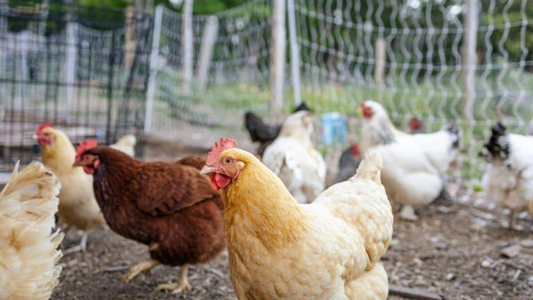 Quelle race de poule est idéale pour votre jardin ? Découvrez comment choisir !