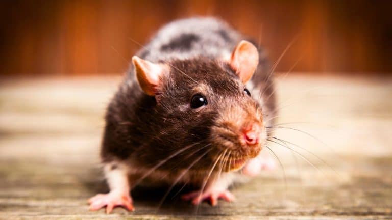 Découvrez comment éloigner définitivement les rats de votre poulailler et assurez la protection de votre espace avicole