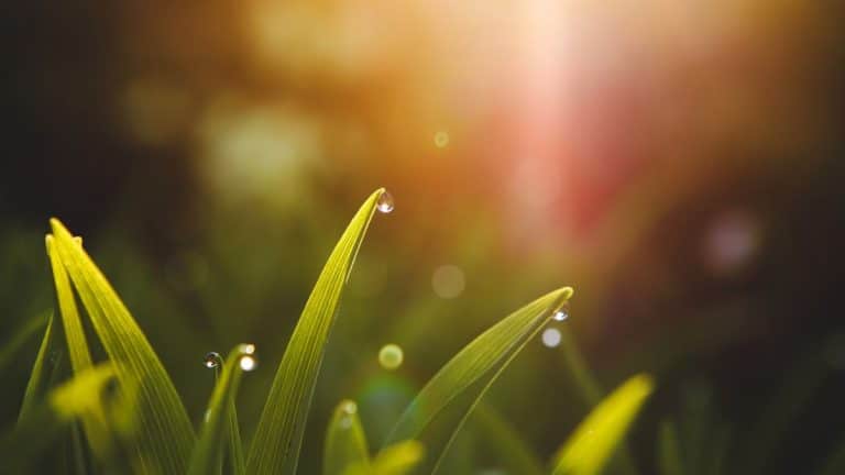 La rosée matinale: un trésor caché pour l’hydratation et la protection de vos plantes