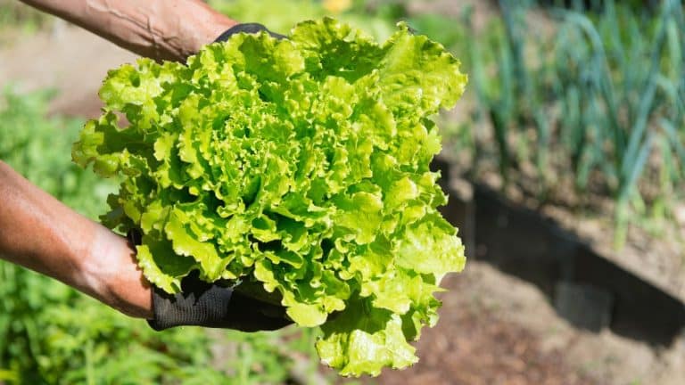 Arroser vos salades quotidiennement : est-ce vraiment nécessaire pour des feuilles croquantes et savoureuses ?