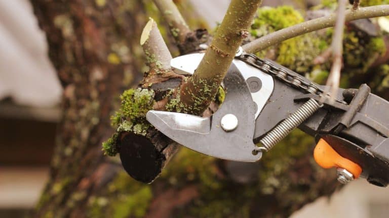 Maximisez votre récolte de fruits l’année prochaine : techniques et conseils pour tailler vos arbres fruitiers avant l’hiver