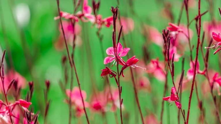 Les secrets pour une taille parfaite du gaura qui garantit une floraison spectaculaire