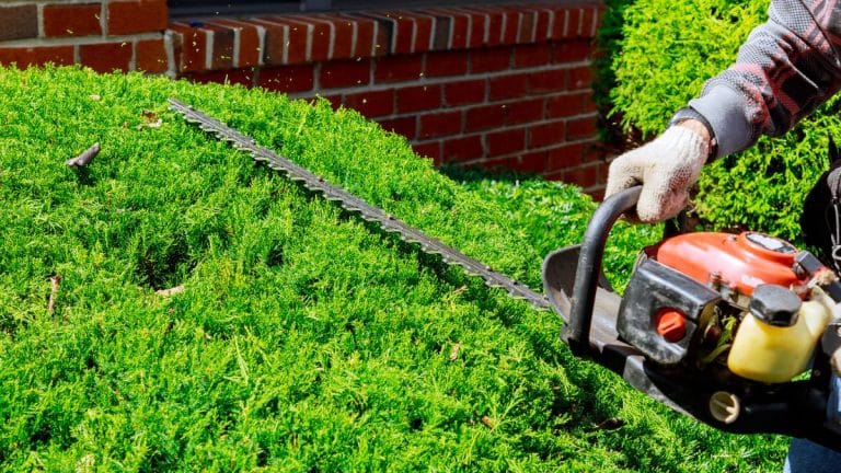 Découvrez comment tailler votre haie à la perfection pour un jardin qui inspire admiration et tranquillité