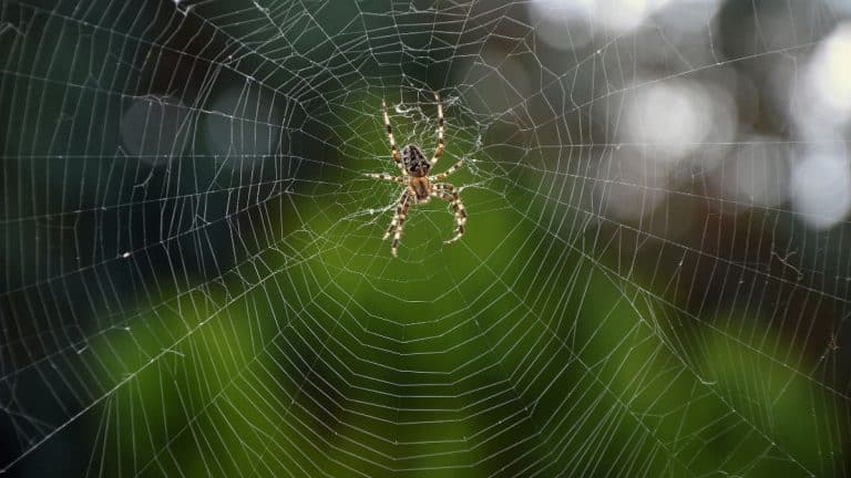 Découvrez comment deux ingrédients de votre cuisine peuvent chasser les araignées de chez vous de manière écologique