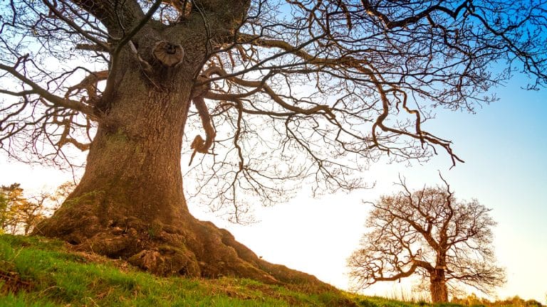 Les arbres timides : un spectacle naturel aussi mystérieux qu’époustouflant à découvrir absolument