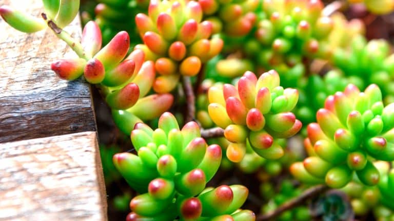 Découvrez comment le sedum ‘Autumn Joy’ peut transformer votre jardin en un spectacle coloré jusqu’à l’automne