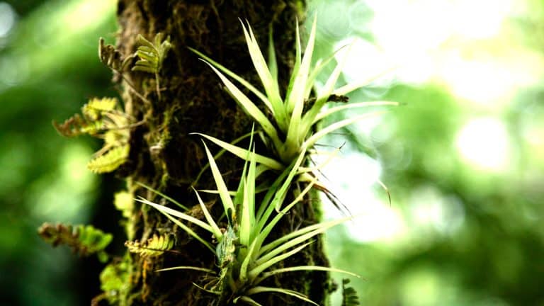 Les secrets du tillandsia : cette plante sans entretien qui révolutionnera l’ambiance de votre salle de bain