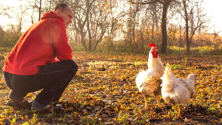 Comment garder vos poules au sec cet automne ? Découvrez l’astuce qui change tout