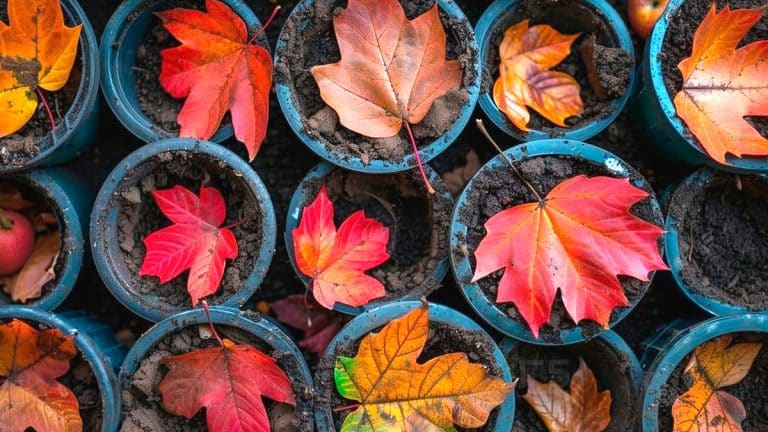 Les secrets d’un jardin flamboyant : pourquoi planter vos haies et arbres fruitiers en fin novembre transformera votre espace vert