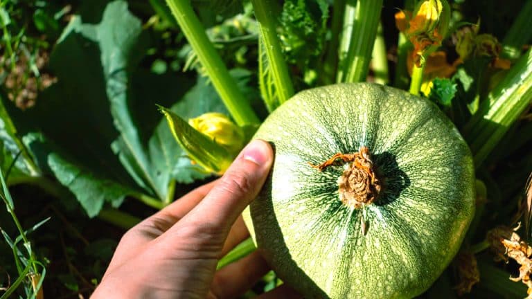 Voici comment déterminer le moment parfait pour récolter vos courges et profiter de leur saveur optimale