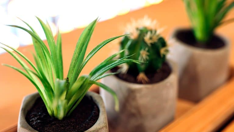 7 succulentes idéales pour révolutionner votre déco intérieure sans effort