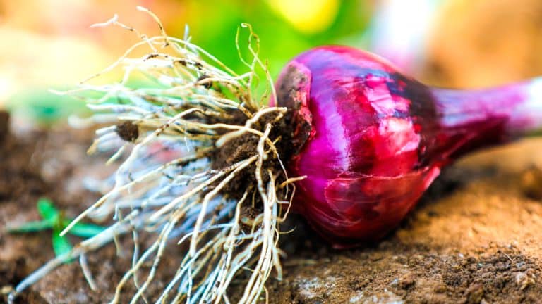 Découvrez pourquoi planter l’ail et l’échalote maintenant est essentiel pour des plats savoureux toute l’année