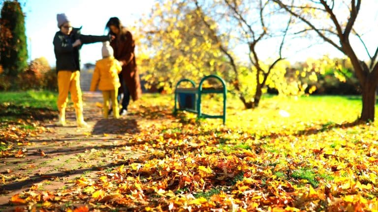 Optimisez la santé de votre jardin cet automne avec les meilleurs engrais organiques : guide pratique et bénéfices