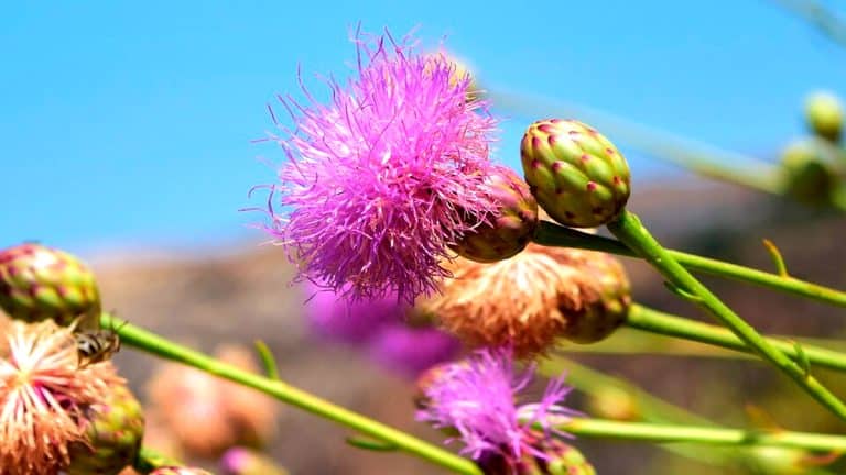 La griffe de sorcière envahit les côtes bretonnes : découvrez comment sauvegarder notre biodiversité locale