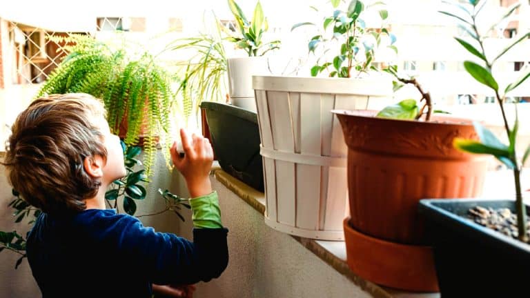 Attention à vos choix de plantes pour balcon : découvrez les espèces à éviter pour préserver votre espace extérieur