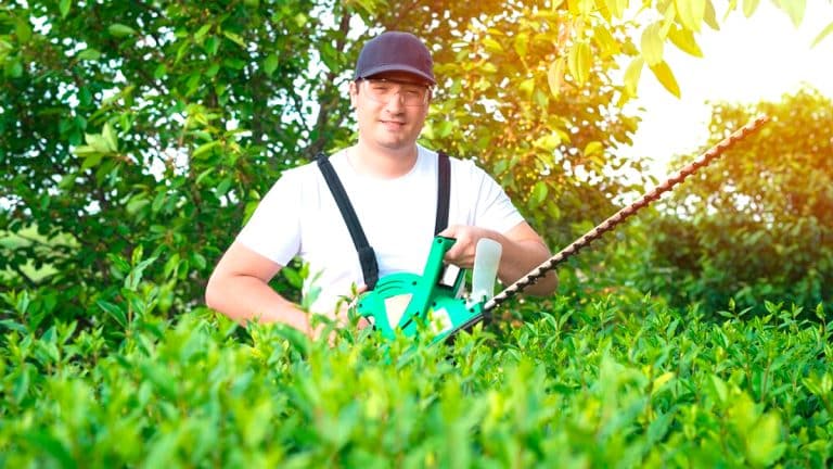 Créer une haie robuste et pittoresque : conseils et astuces pour transformer votre jardin cet automne