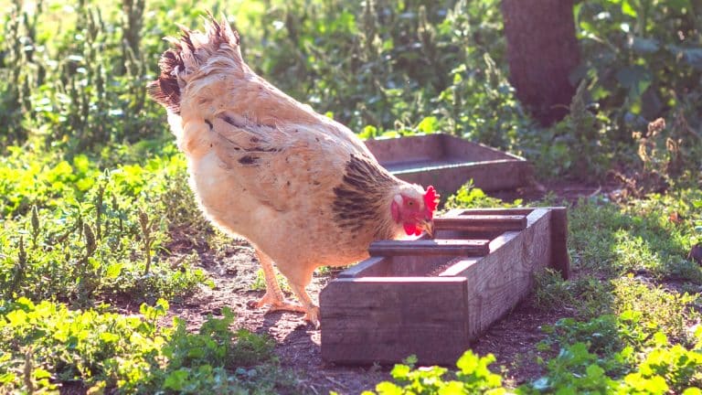 Les poules au jardin, une stratégie efficace contre les nuisibles ou juste un mythe? découvrez la vérité