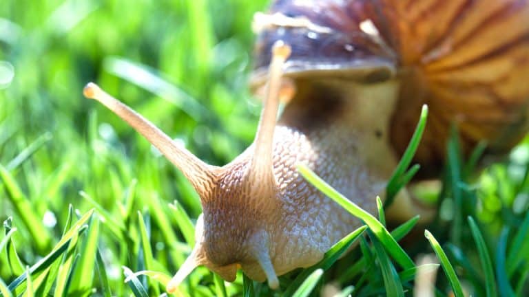 Les jardiniers économes écoutent : découvrez le semis en escargot, la stratégie gagnante sans utiliser de pots !