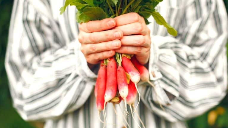 Redécouvrez les plaisirs du jardinage : le radis, star incontournable du printemps, comment le cultiver avec succès