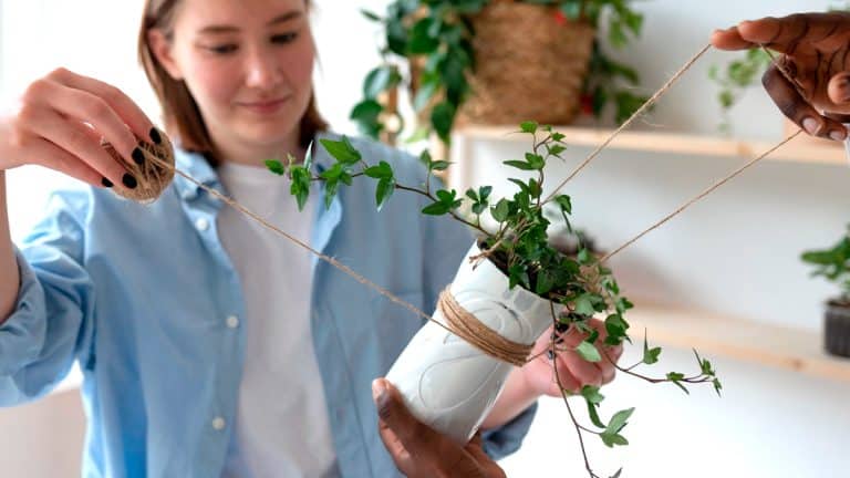 Découvrez comment ces quatre plantes d’intérieur peuvent transformer votre maison en un havre de fraîcheur et de santé